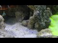 carpet anemone with three maroon clowns 🐠🐡