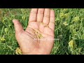 finger millet ragi cultivation கேழ்வரகு சாகுபடி