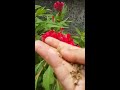 collecting seed from celosia argentea kozhi kondai flower