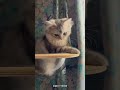 宇宙船でドヤ顔の弟猫　 cat catlover cats kitten cute 猫 猫動画 猫のいる暮らし 猫好きさんと繋がりたい 猫のいる生活 ねこ 子猫 ミヌエット