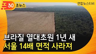 [30초뉴스] 브라질 세하두 열대초원 1년새 서울 14배 면적 사라져 / 연합뉴스TV (YonhapnewsTV)