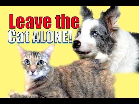 How to train your dog to leave your cat alone How to train your dog to leave your cat alone