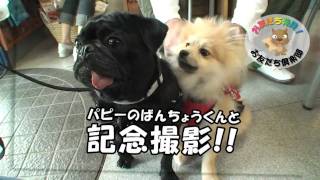 黒パグナイトの埼玉 幸手市 ドッグカフェ Dog Runs Well