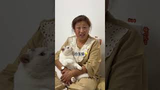 小猫能有多爱凑热闹~ 好主人 养宠日常 养猫笔记 猫咪的迷惑行为