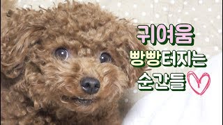 귀여운 강아지 깨물어주고싶은 순간들♥