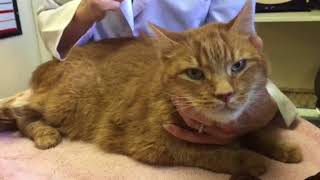 Advice for the newly diagnosed diabetic cat