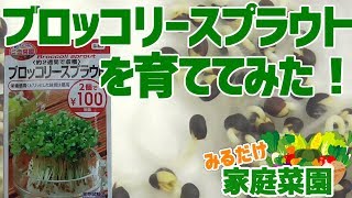 みるだけ家庭菜園・ブロッコリースプラウト（ダイソー様）を種から育ててみた・夏休みに☆かいわれ大根みたい