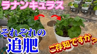 How to fertilize ranunculus [Ranunculus Lux] [Schoolbag series] [Gardening Nobu Channel]