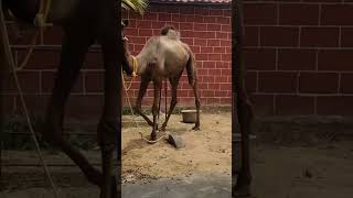 Does the camel want to pose? watchtillend #arrahman #spb #janaki #morning #love #songs #tamil #dance