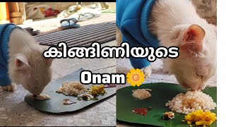 കിങ്ങിണിയുടെ ഫസ്റ്റ് ഓണം #cat #malayalam #viralvideo #viralshort #viralvideo #catlover #cute #saudi