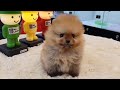 오렌지 포메라니안 분양 강아지분양 바크바크 orangesable pomeranian puppy for sale.