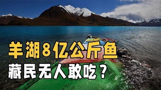 西藏羊卓雍措里的鱼多达16亿斤，随手就能捞到，却为何无人敢吃？