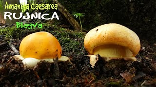 Rujnica - Blagva - Kneginja - Lat. Amanita caesarea