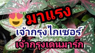 มาแรง#จนฉุดไม่อยู่แล้ว#ราคาแพงมากๆ#เจ้ากรุงไกเซอร์​#ร.5 นำมาจากประเทศเดนมาร์ก