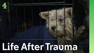 Will someone save a dog abandoned alone in the countryside? | The Dog House 🐶 | Grant the terrier