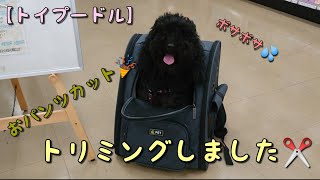 【トイプードル】トリミングに行って来ました💈I went to Toy Poodle, trimming 💈