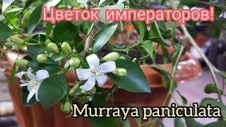 Мурайя метельчатая. Мой опыт выращивания.