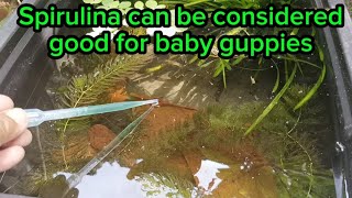 Spirulina feeding for my baby guppies, rich source of protein and essential fatty acids