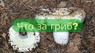 Учи матчасть – это НЕ подгруздок белый😠✔‼ Это груздь осиновый (тополёвый, белянка, горчак…)😒✔👆