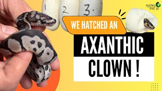 We Hatched an Incredible Axanthic Clown Ball Python!