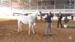 N 374 BUSHRRA R L    Israel Breeders' Show 2023   Mares 8+ Years Old Class 37