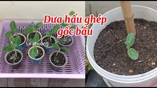 Lần đầu trải nghiệm ghép cây dưa hấu lên gốc bầu thành công chỉ một lần