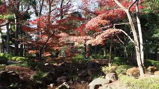 紅葉散歩　荻窪　大田黒公園　2022/12/12 14