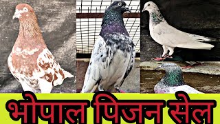 LALSARE KABOOTAR DEOBANDI KABOOTAR KALSARE KABOOTAR At Bhopal Pigeons Sale