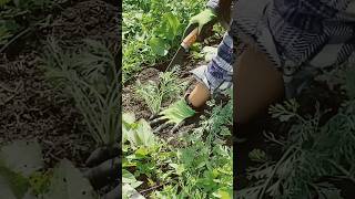 How to weed using hands