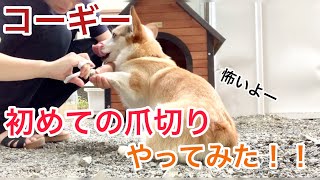 初めての爪切りやってみた！【コーギー犬ぷりんちゃん】