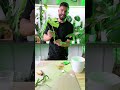 jak rozmnožit monstera deliciosa albo řízkováním ✂️