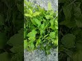 mint growing tips in tamil mintleaves mintleaf mint pudina pudinajuice pudinarecipes புதினா