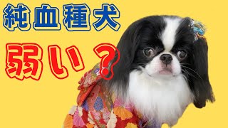 【日本犬：狆】犬純血種は弱い？！　Japanese Chin 【with English subitiles】