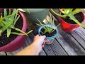 how to divide and re pot an overgrown aloe vera 11 23 18