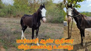 Marwari stallion for sale in Krishnagiri | கிருஷ்ணகிரியில் மார்வாரி ஆண் குதிரை விற்பனைக்கு உள்ளது