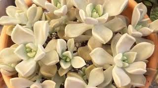 Succulent names, identification. Graptopetalum  Subspecies Bernalense,