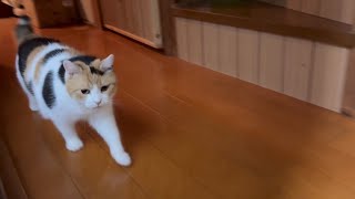 【三毛猫】家の中を徘徊する姿がかわいい猫（2023年9月30日）