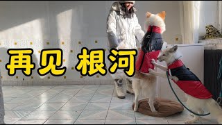 【正版小七的旅行第180集】一人一狗一狐狸自駕游全國，在中國冷極根河挑戰零下58度已失敗告終！離開根河出發哈爾濱改裝！感謝家人們的幫助，給了我們一個家！小七會記得一輩子，也會把這份愛心傳遞下去！🙏