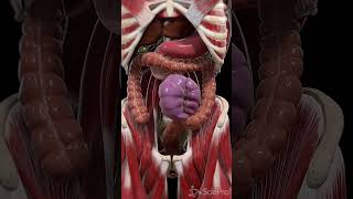 Unraveling Colonic Volvulus: A Serious Gut Twist