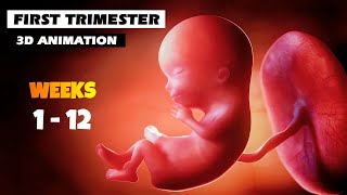 First Trimester - Pregnancy Journey | 1 To 13 Week Fetus Development |