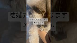 岡山市　結婚式場　ペットOK  手が震えるまで犬を抱き続けたスタッフ