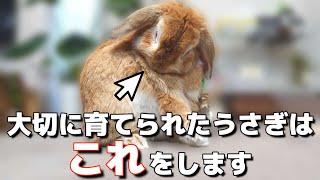 Four behaviors of a carefully raised rabbit