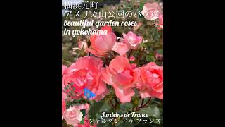 【美しい薔薇達「ジャルダン ドゥ フランス」】beautiful roses「jardins de france」