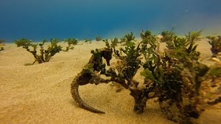 Rare Hawaiian Seahorse GoPro 3+