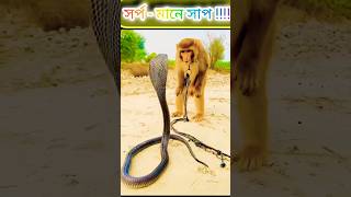 রহস্যময় আমাজন জঙ্গল | রাসেল ভাইপার 😱Amazon jungle #snake #anaconda#সাপের #cobra#rainforest #p10