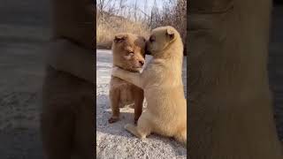 baby dogs _ cute and fanny dog video compilation 2022 🥰🥰😍😍 #shorts