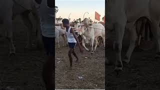 N.C. Venkatesulu ongole bulls 4🏆🥇 price Nellore district