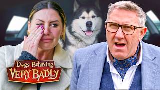 Show Dog That Turned Wild | Dogs Behaving Very Badly