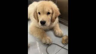 金毛为这个家，操碎了心#pets #golden #dog #funny #shorts