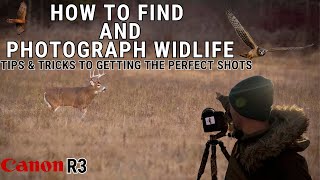 HOW TO FIND WILDLIFE | Scouting a new location with Tips on Photographing Birds of Prey \u0026 Deer